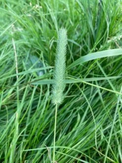 DSV-Country Horse Nachsaat Pferdegreen 2118 -Garten- Und Outdoor-Geschäfte dsv country horse nachsaat pferdegreen 2118 1