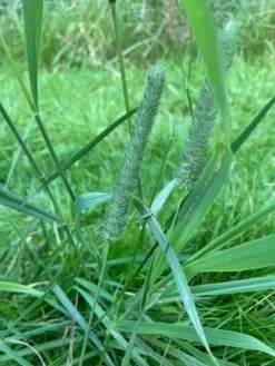 DSV-Country Horse Pferdegreen 2117 -Garten- Und Outdoor-Geschäfte dsv country horse pferdegreen 2117