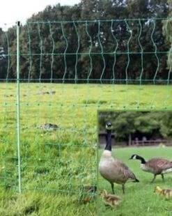 Euro-Netz Geflügel 112 / 2 Grün -Garten- Und Outdoor-Geschäfte euro netz gefluegel 112 2 gruen 8