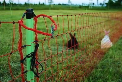 EURO NETZ Kaninchen 65/2 Jumbo 4 EURO NETZ Kaninchen 65/2 Jumbo – Bild 2