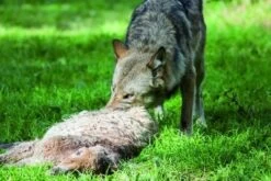 Euro-Netz "Wolf" 120 / 2, 145 / 2 Jumbo -Garten- Und Outdoor-Geschäfte euro netz wolfabwehr 120 2 jumbo 1